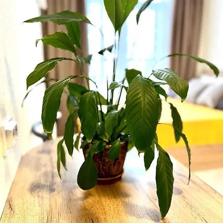 Osapart In A Complex Semycvit 2 إلفيف