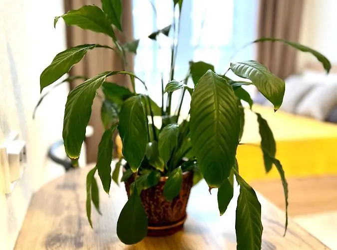 Osapart In A Complex Semycvit 2 לבוב