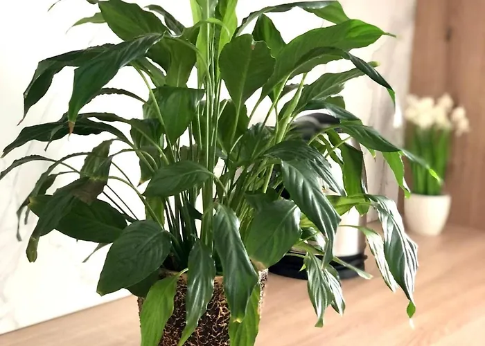 Osapart In A Complex Semycvit 2